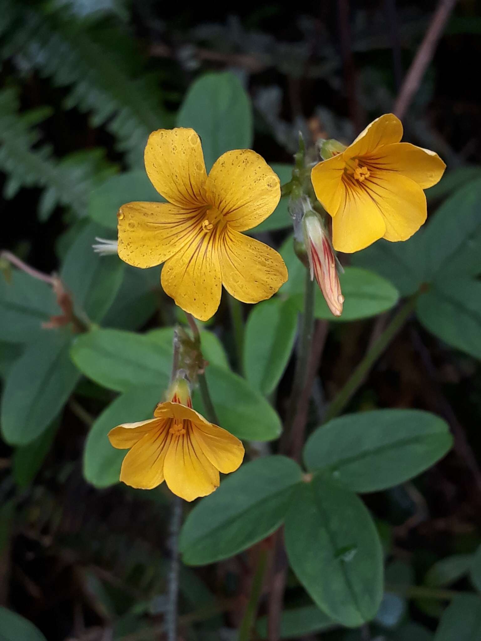 Image of Oxalis integra Knuth