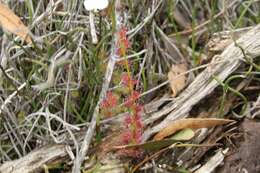 Image of Drosera platypoda Turcz.