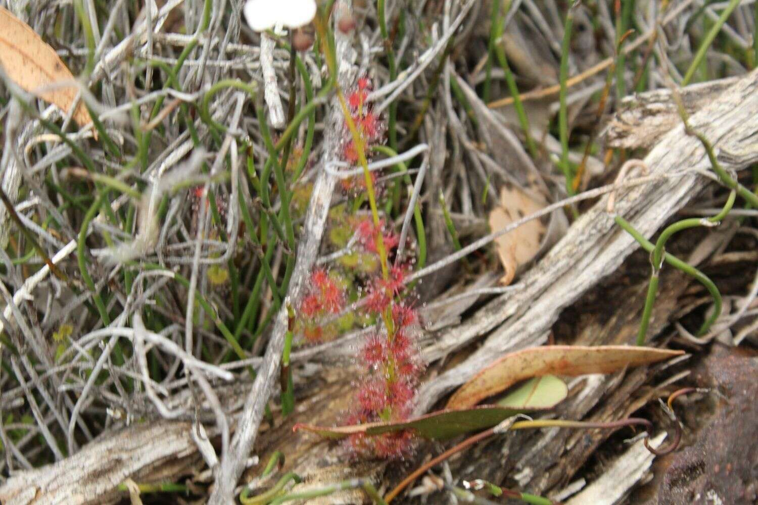 Imagem de Drosera platypoda Turcz.