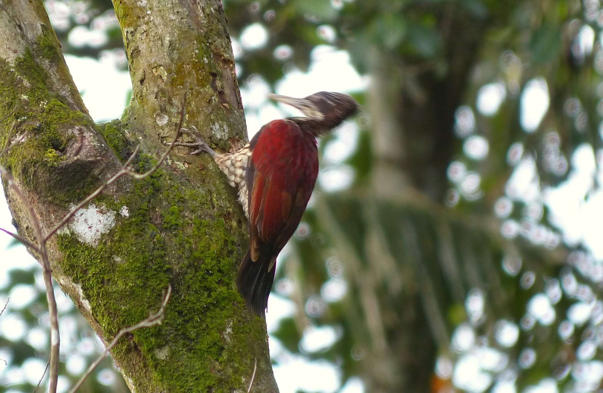 Image of Crimson-backed Flameback