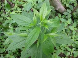 Image of American stoneseed