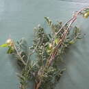 Image of Lessertia spinescens E. Mey.