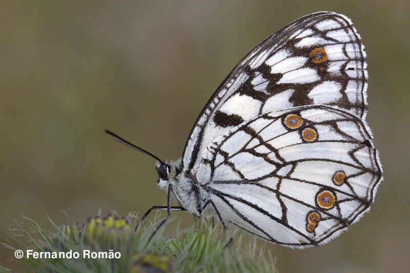 Image of Melanargia ines Hoffmannsegg 1804