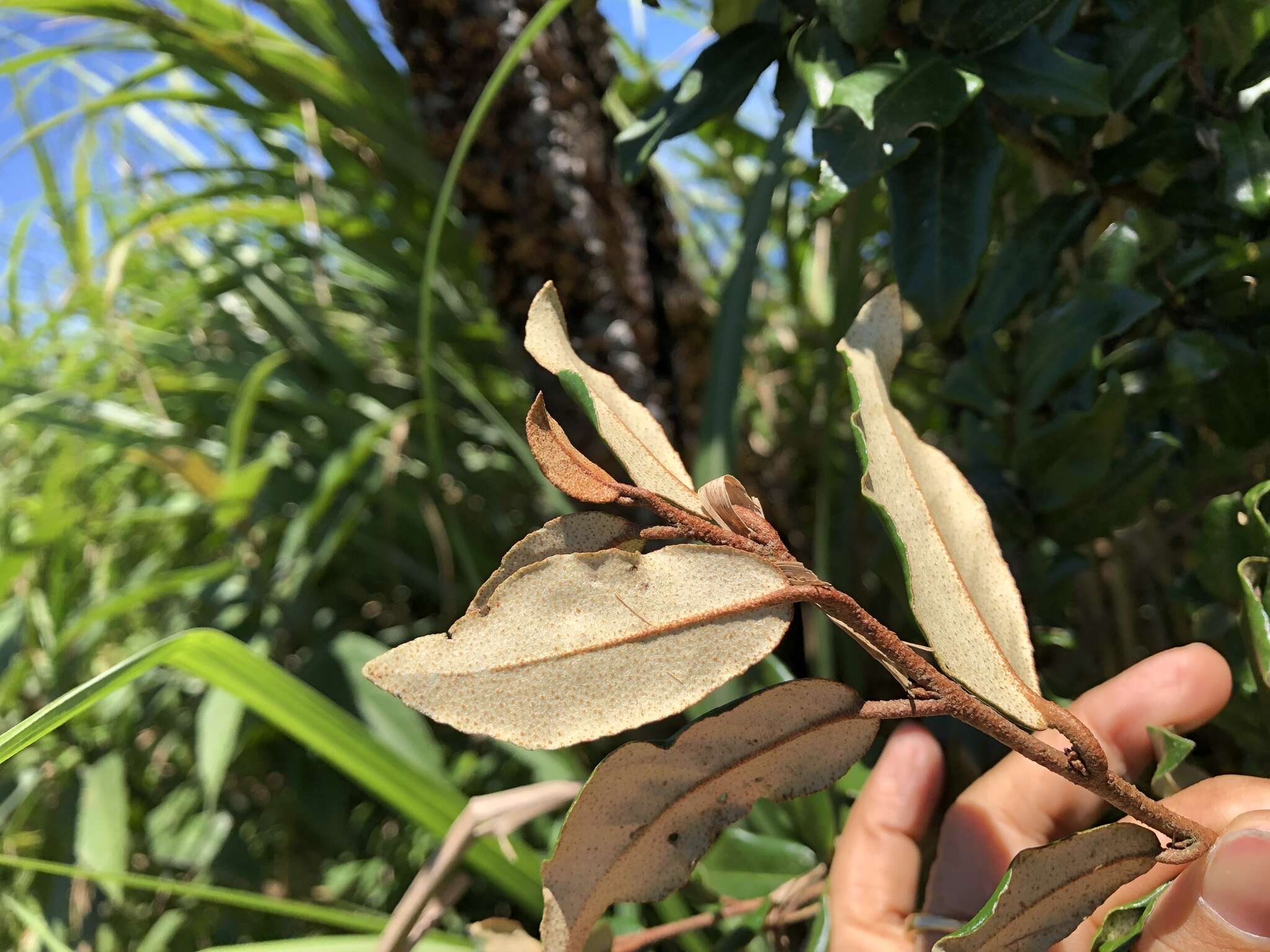 Image of Elaeagnus formosana Nakai