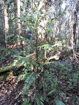 Image of Dypsis concinna Baker