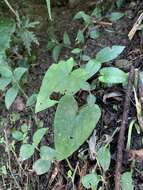 Imagem de Asarum caudigerum Hance