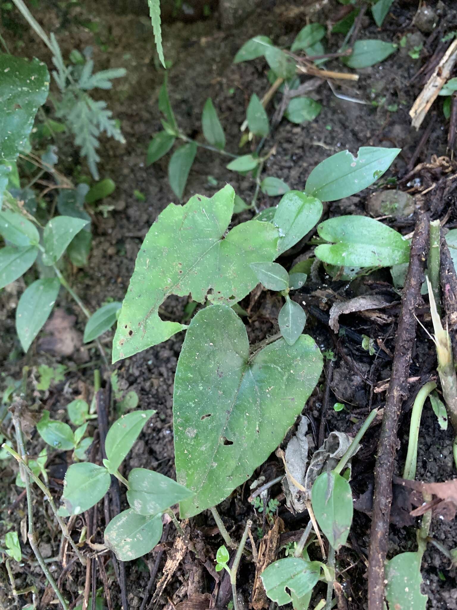 Imagem de Asarum caudigerum Hance