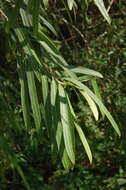 Image of Sapium haematospermum Müll. Arg.