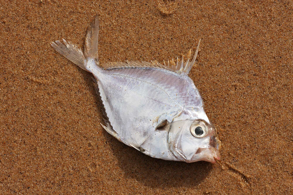 Image of Common Ponyfish