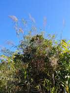 Image of Madagascar grass