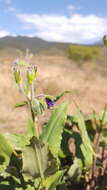 Image of Tinantia erecta (Jacq.) Fenzl