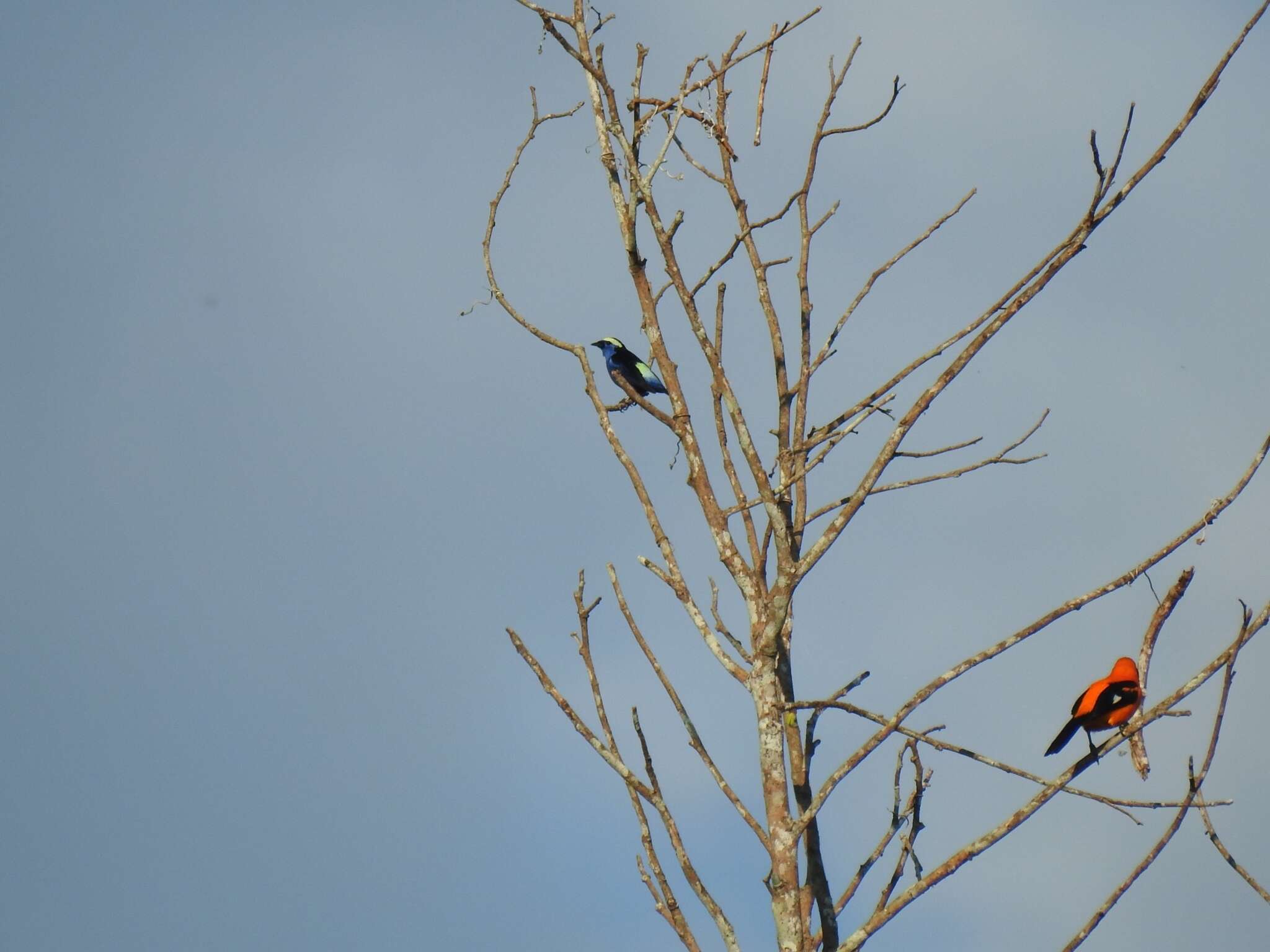 Image of Opal-crowned Tanager