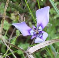 Image of Herbertia lahue (Molina) Goldblatt