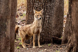 Image of Indian jackal