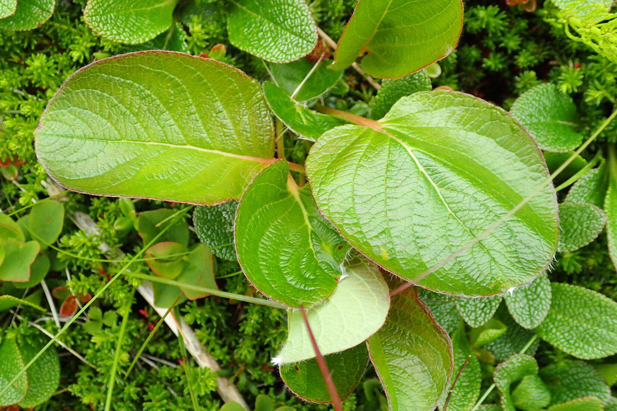 Image of Salix nakamurana subsp. kurilensis (Koidz.) Hiroyoshi Ohashi