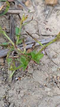 Image de Bonnaya ciliata (Colsm.) Spreng.