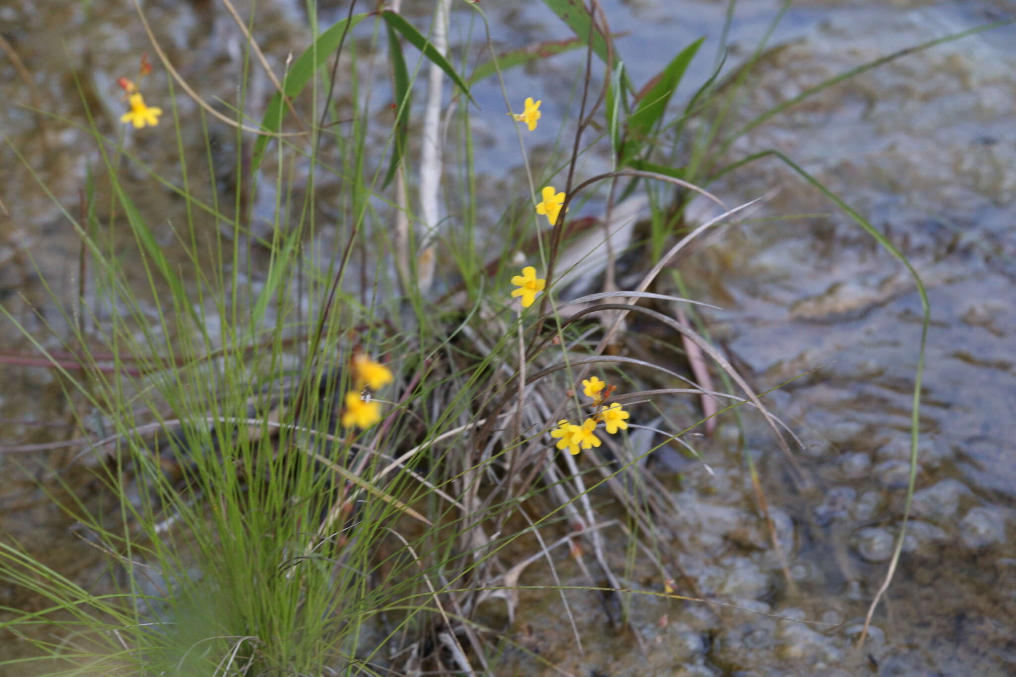 Image of Utricularia chrysantha R. Br.