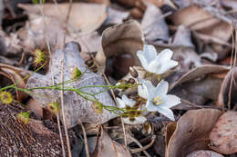 Image of Drosera huegelii Endl.