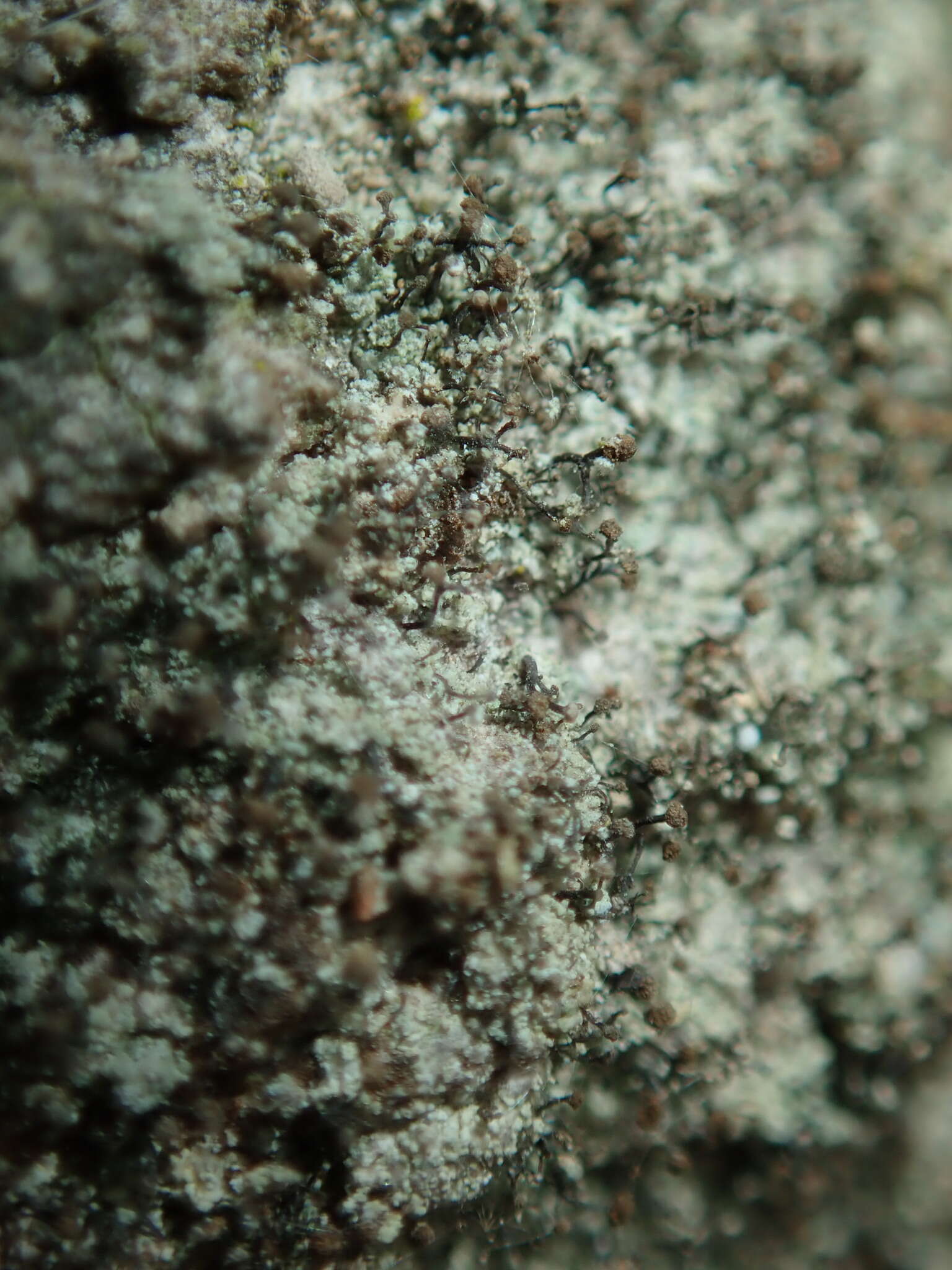 Image of needle lichen