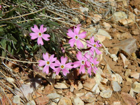 Imagem de Phlox amabilis Brand