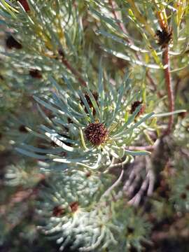 Image of Leucadendron meyerianum H. Buek ex Meissn.