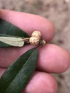 Image of live oak kermes