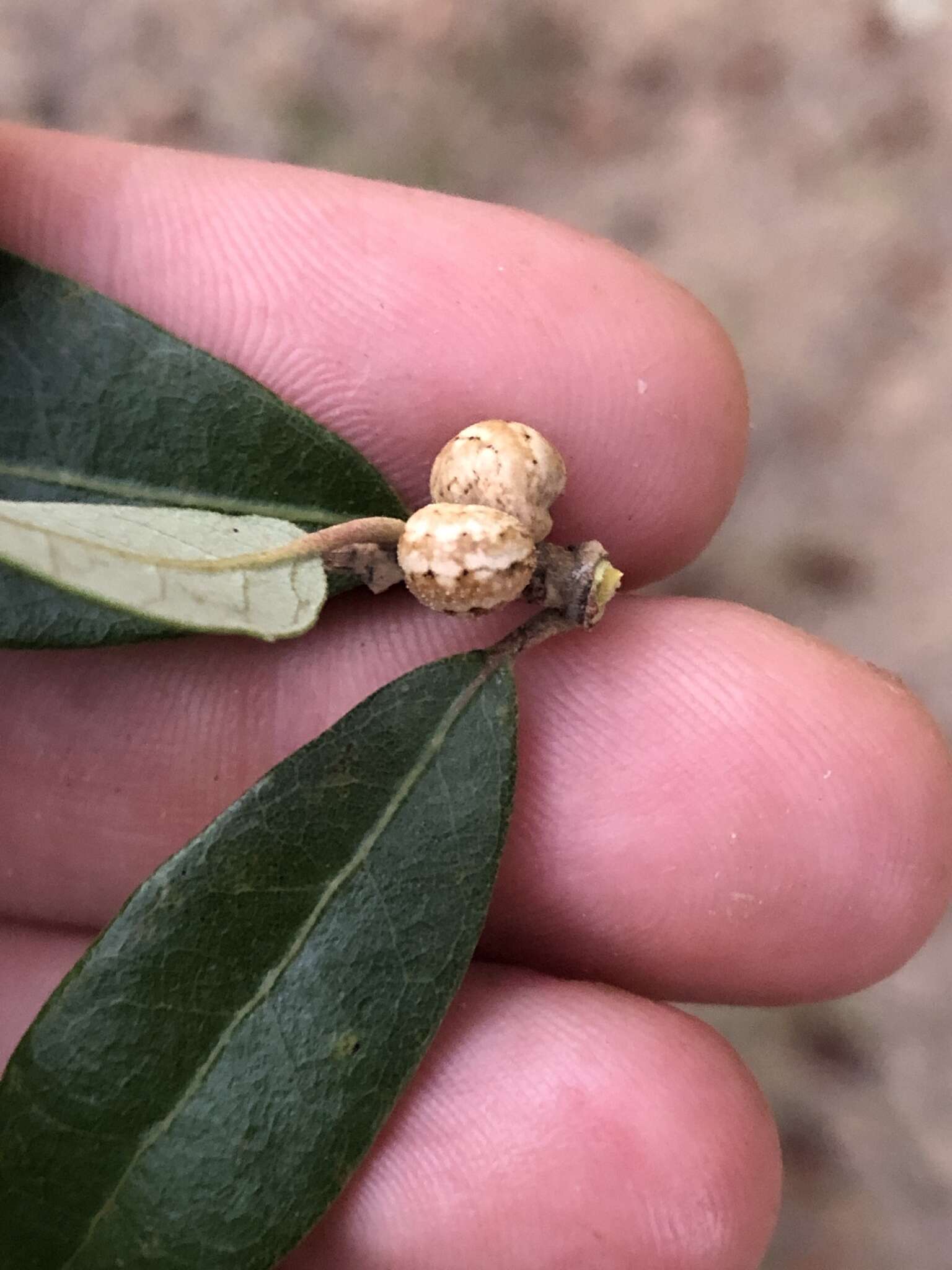 Image of live oak kermes
