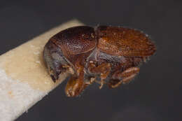 Image of oak bark beetle