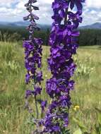 Image of Clark Valley Larkspur