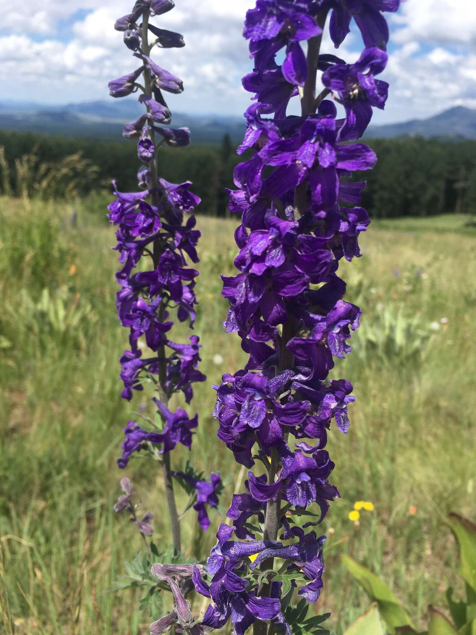 Image of Clark Valley Larkspur