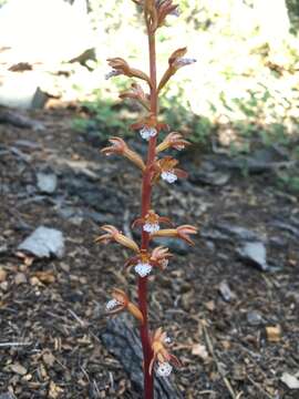 Image of summer coralroot