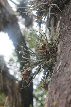 Tillandsia lepidosepala L. B. Sm.的圖片