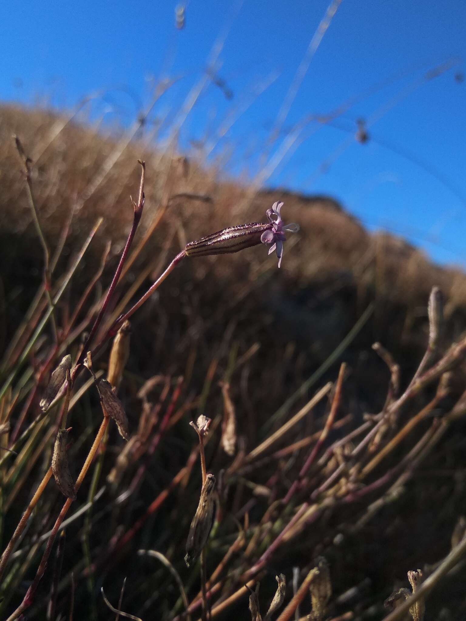 Imagem de Silene ciliata Pourret