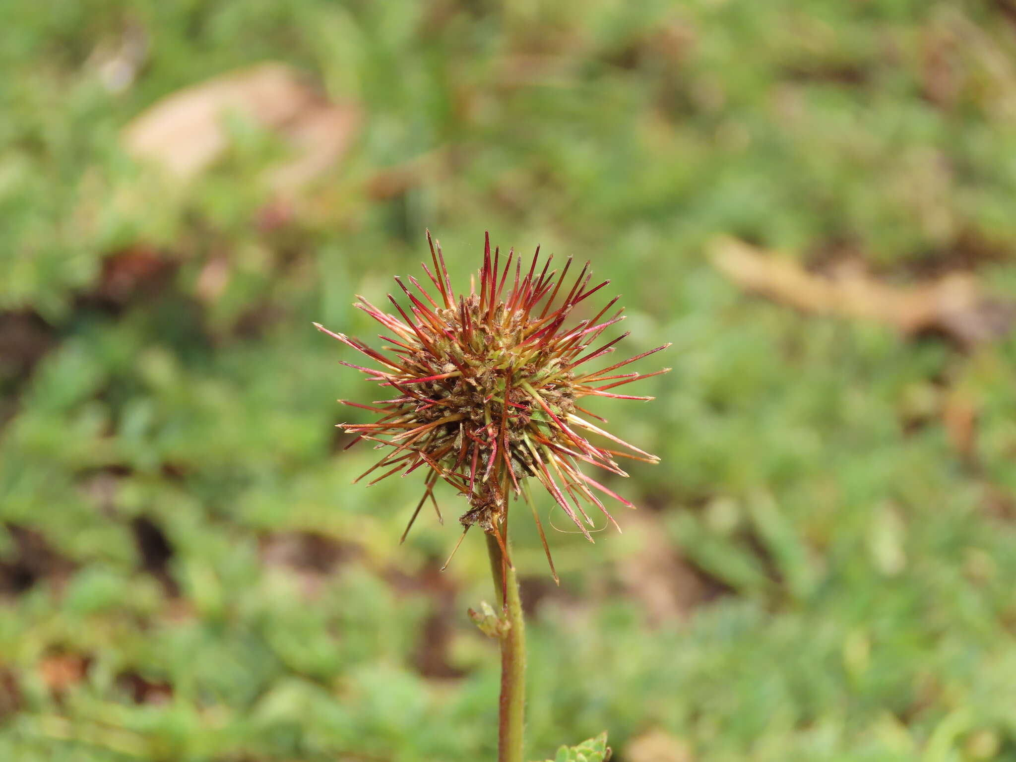 Image of buzzy burr