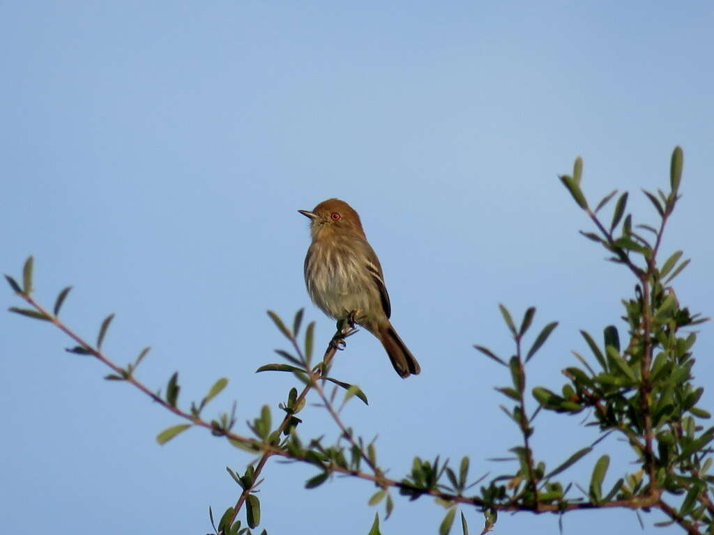 Knipolegus striaticeps (d'Orbigny & Lafresnaye 1837)的圖片