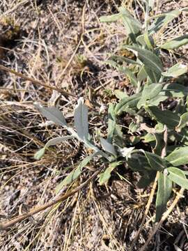 Image of Saussurea salicifolia (L.) DC.