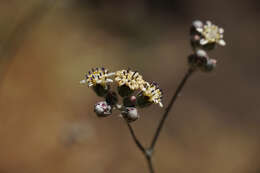 Leucheria hieracioides Cass. resmi