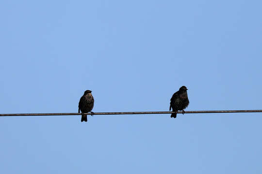 Sivun Sturnus vulgaris granti Hartert 1903 kuva