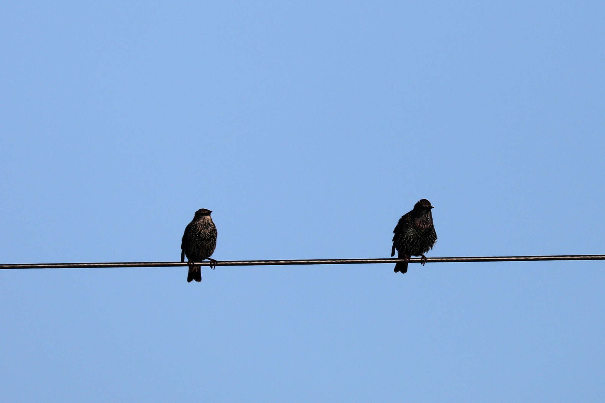 Sivun Sturnus vulgaris granti Hartert 1903 kuva