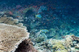 Image of Indian Ocean oriental sweetlips