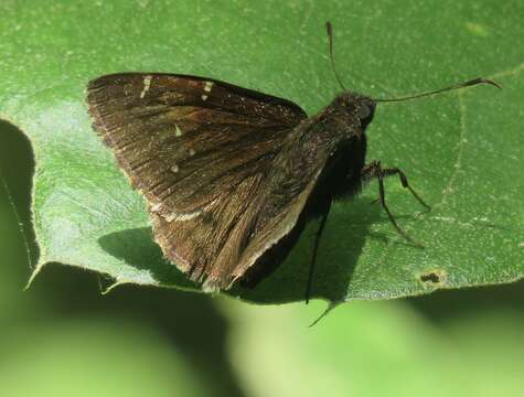 Image of Northern Cloudywing