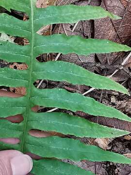 Polypodium plesiosorum Kunze的圖片