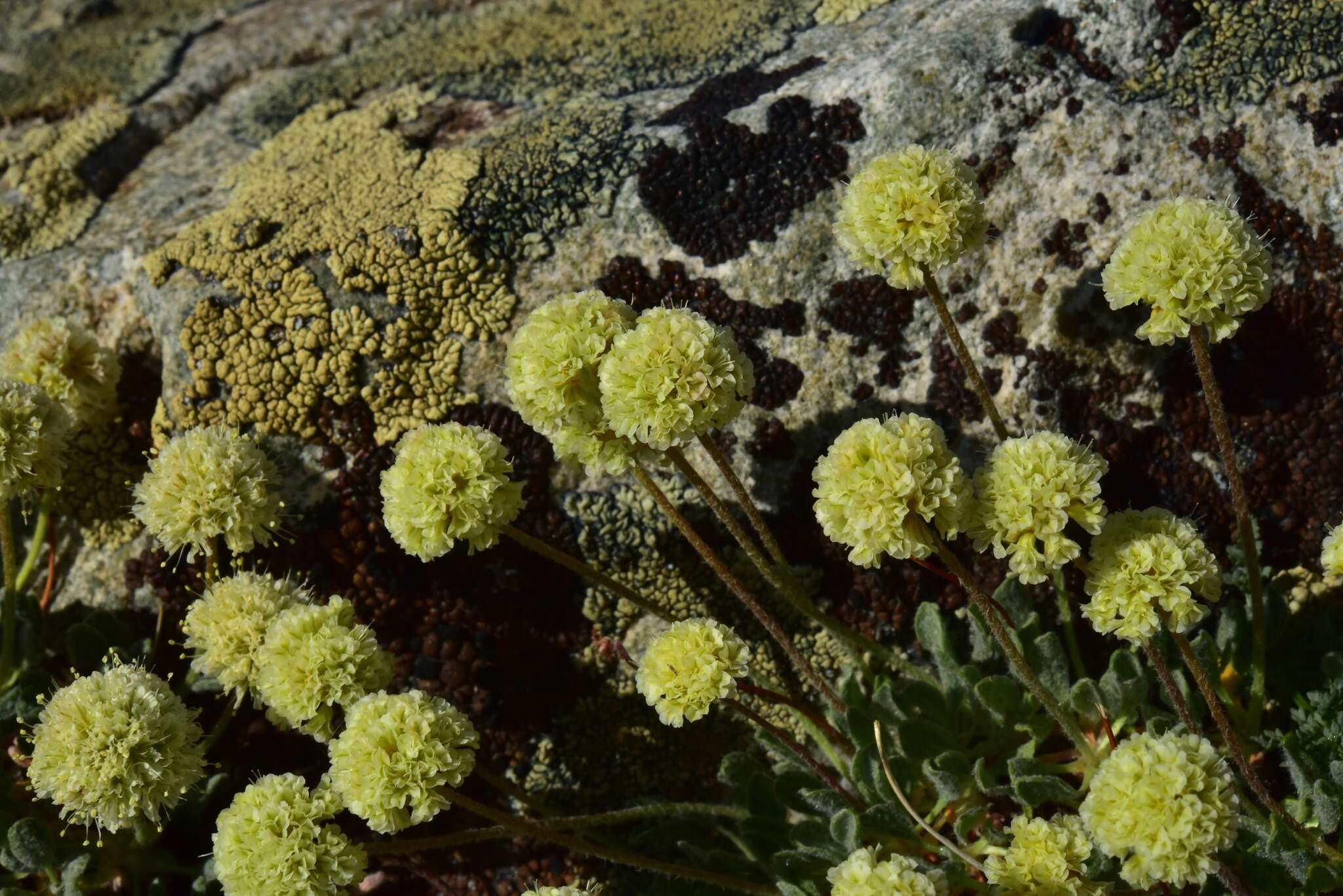 Image of Ruby Mountain buckwheat