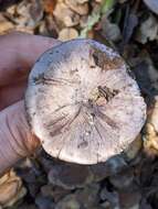 Image of Tricholoma griseoviolaceum Shanks 1996