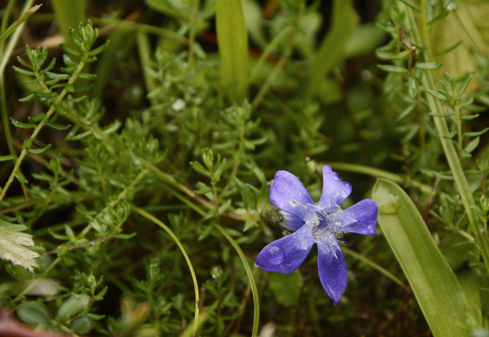 Image of Cyananthus microphyllus Edgew.