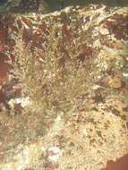 Image of California stickhydroid