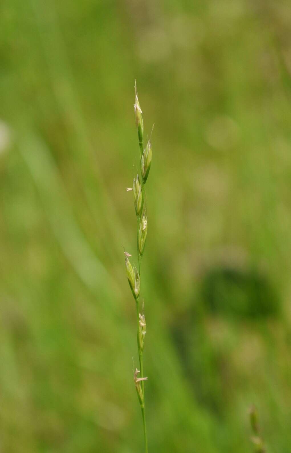 Image of Darnel ryegrass