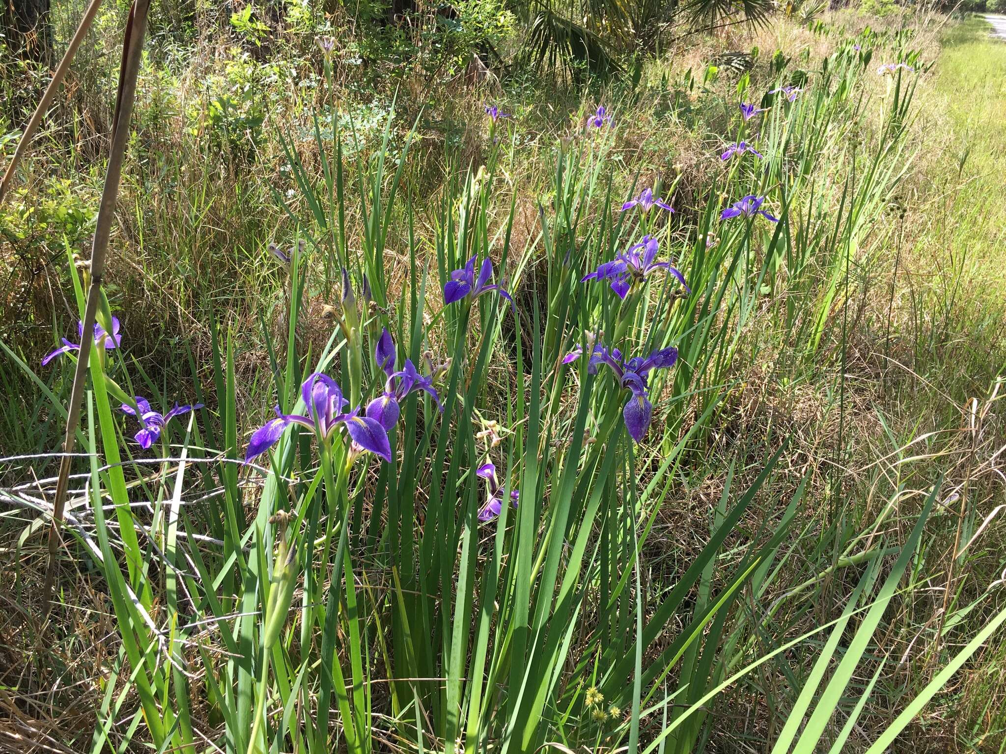 Sivun Iris savannarum Small kuva