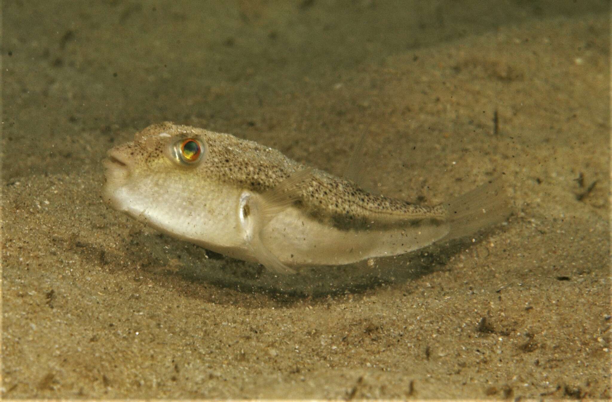 Image of Brush-tail toadfish