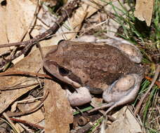 Image of Limnodynastes dumerilii Peters 1863